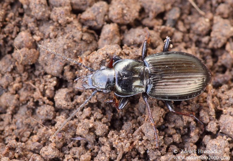 střevlíček, Pterostichus oblongopunctatus (Brouci, Coleoptera)